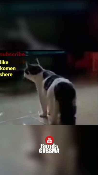 Kucing yang bisa ngomong ayo sholat,mau  kiamat #shorts