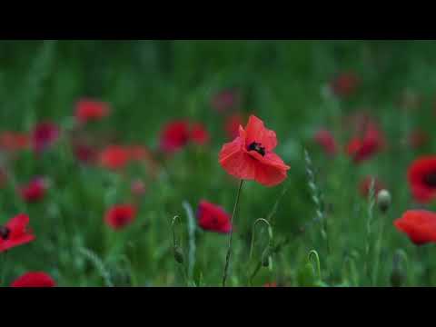 الورد يرقص على نغمات الموسيقى