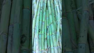 From Sugarcane to Jaggery: Traditional Process You Must See 🎋