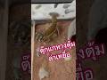 #gecko #reptiles #ตุ๊กแก #knobtailgecko #pets