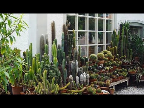 Video: Kaktuslar Hündürdür
