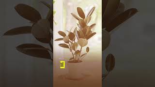 10 #indoorplants  that keep your #airfresh