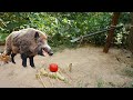 Creative unique wild pig trap using spade and wood  best wild pig trap using spade