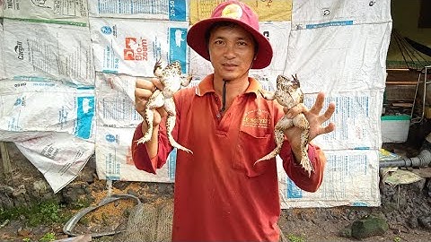 Đặt lợp ếch đồng ở quê tôi trong những ngài mưa bão.Catch frogs.minh khôi vlogs