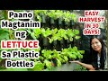 EASY WAY TO GROW LETTUCE ON WALL USING PLASTIC BOTTLES | PAANO MAGTANIM NG LETTUCE SA PLASTIC BOTTLE