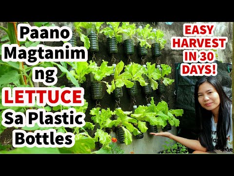 Video: Indoor Lettuce Plants - Paano Magtanim ng Lettuce Sa Bahay