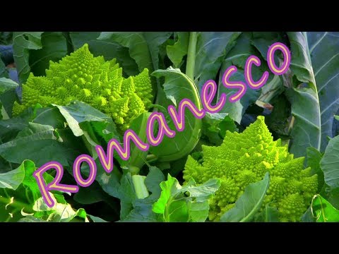 "Romanesco" from planting to harvesting ...