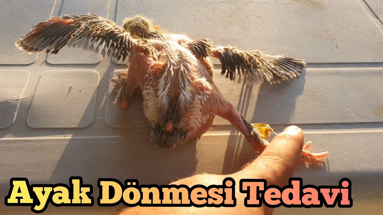 Yavru Guvercinde Ayak Kayması, Dönmesi Tedavi
