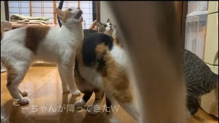こーちゃんが降ってきた朝
