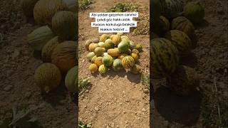 Nefi̇si̇mi̇ze Yeni̇ldi̇k