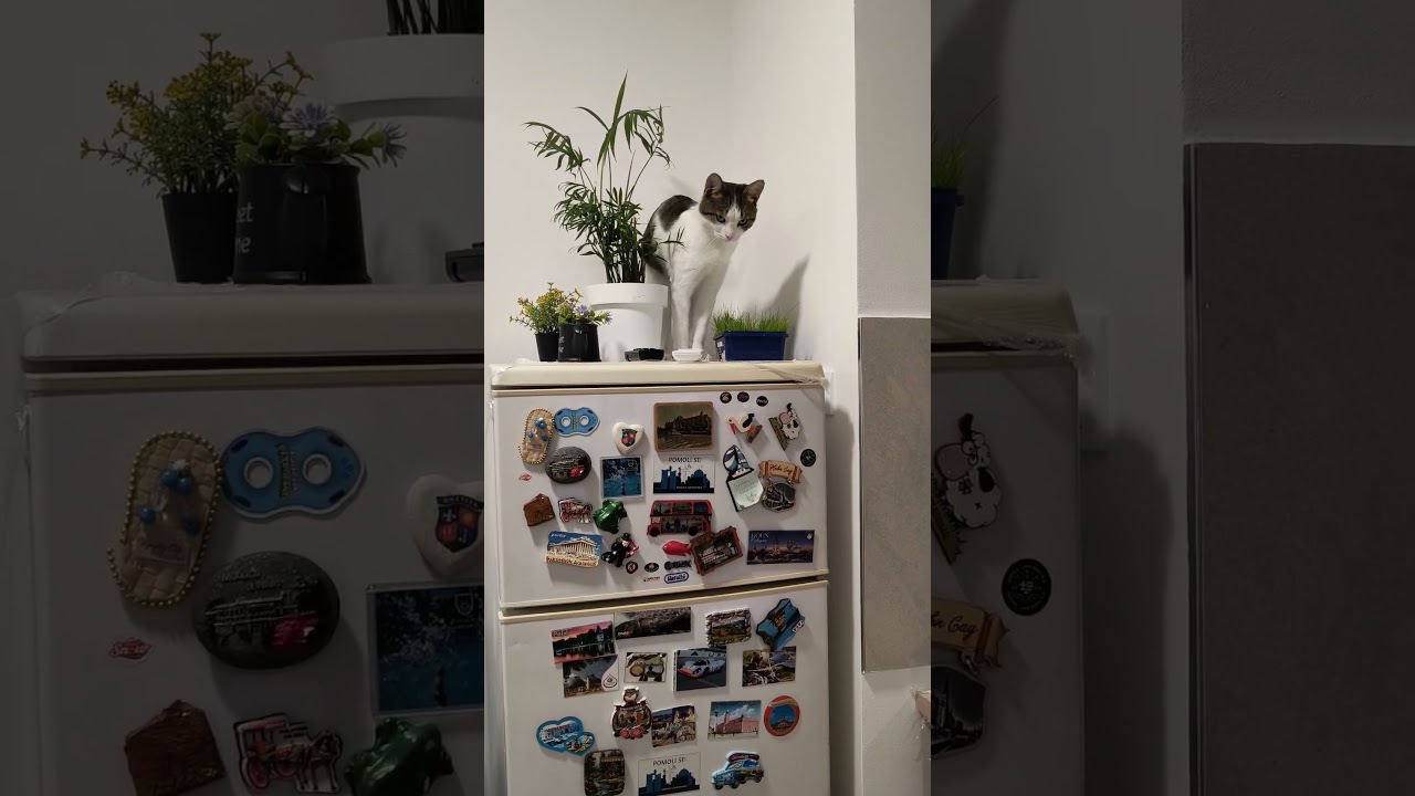 Our cat's art of hiding. We couldn't find him if he didn't move! 