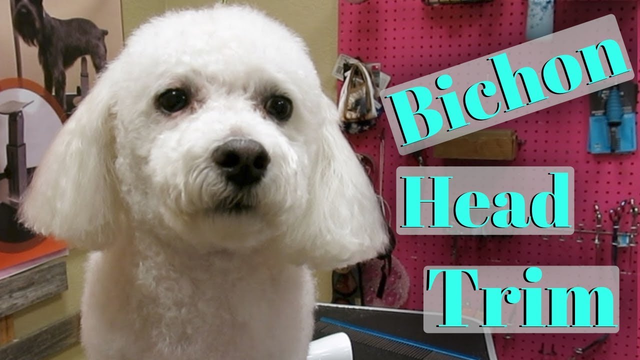 best dog clippers for bichon frise