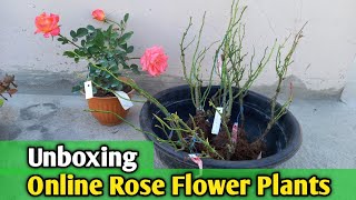 Unboxing Rose Flower Plants || Pushpanjali Pranabir and Pushpa bitan Nursery Rose Plants Unboxing ||