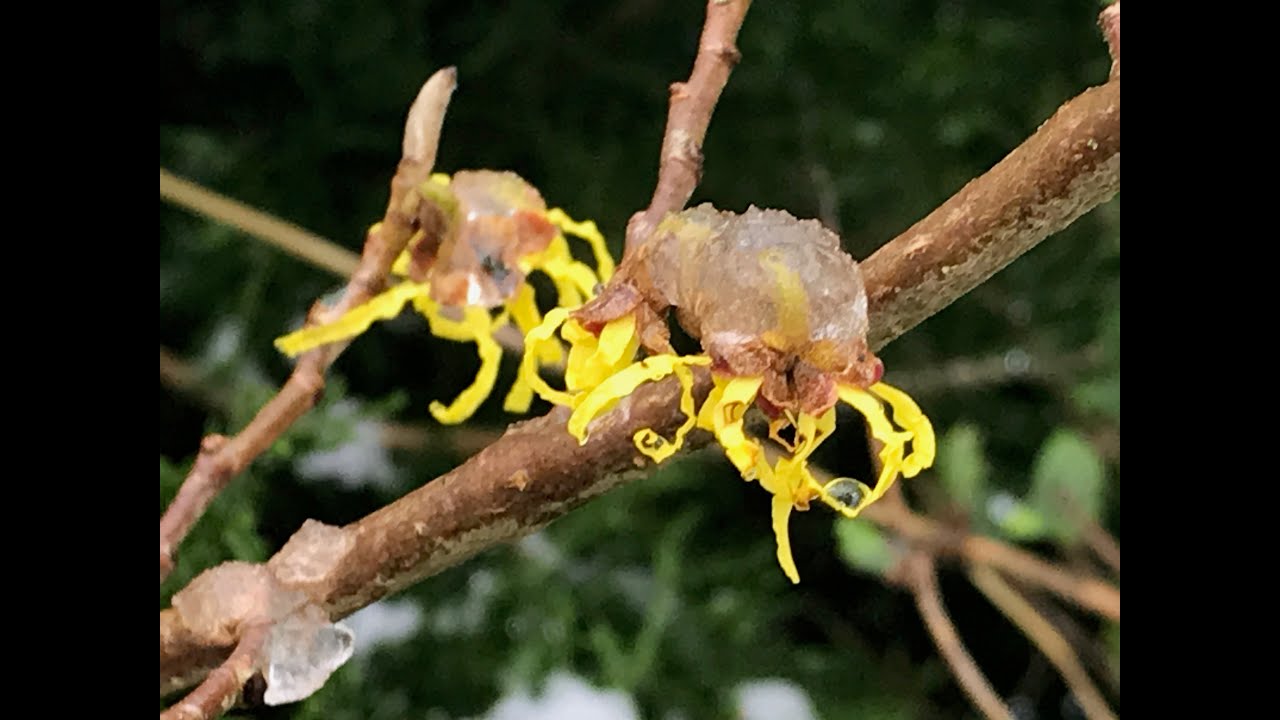 Noisetier des sorcières, Hamamelis : planter, cultiver, multiplier