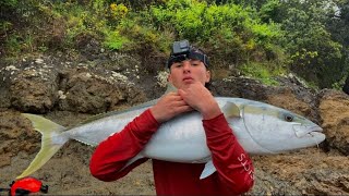 Monster Kingfish Eats Kahawai