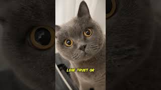 How To Discipline Your Naughty Cat Without Losing Their Love Smart Cat Training Tips