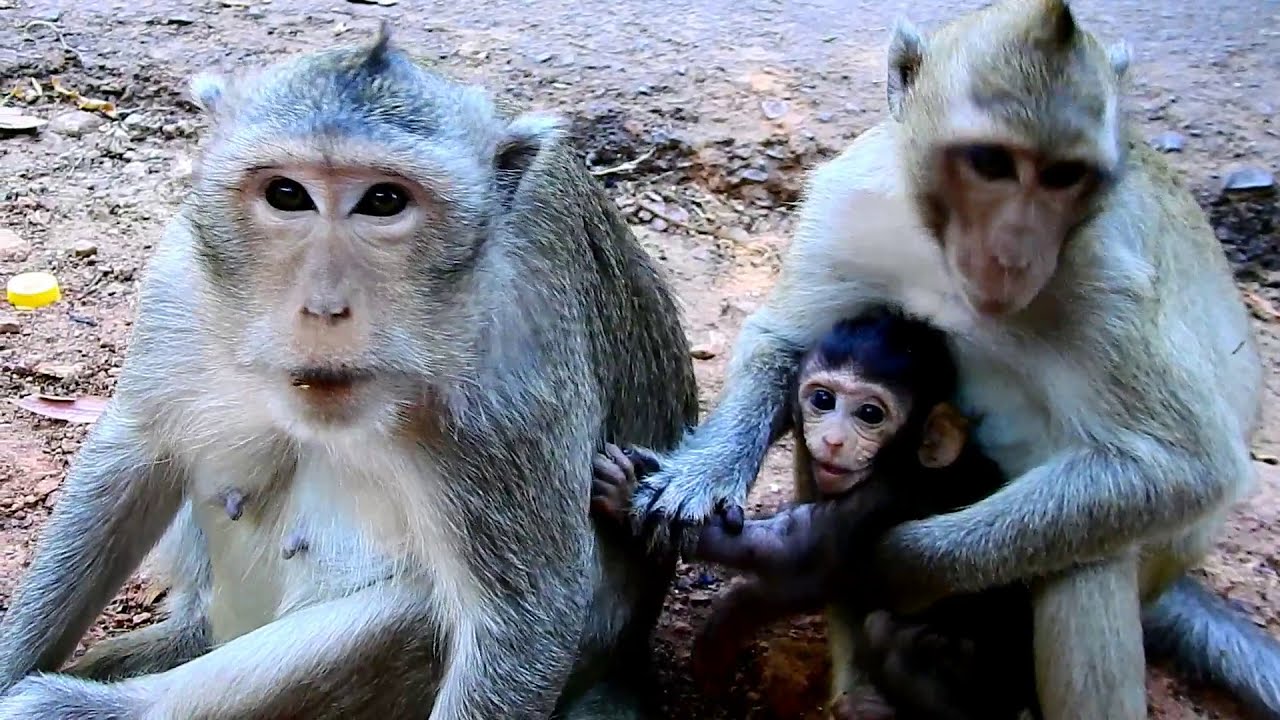 OMG! Why cruel kidnapper do like this on baby? Poor baby almost convulsive cos monkey pull