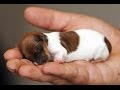 Dünyanın En Küçük 10 Köpeği