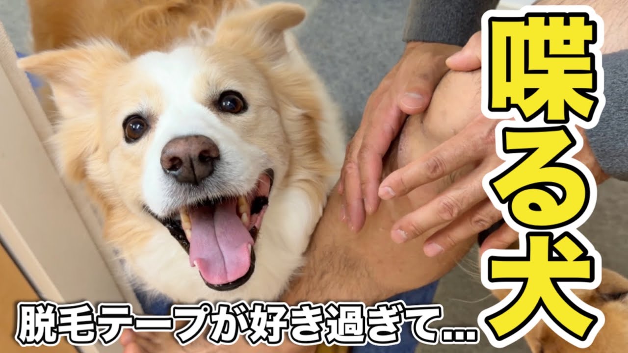 興奮すると“しゃべる犬”が凄い!!  パパが痛がるほど笑顔に…!?【ボーダーコリー・ゴールデンレトリバー】