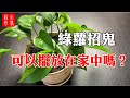 【風水】綠蘿招鬼，擺放在家中好嗎？該如何擺放？#大佬你好啊