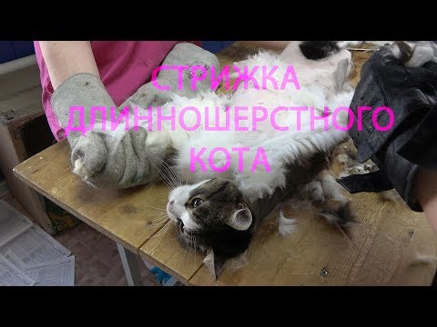 СТРИЖКА ДЛИННОШЕРСТНОГО КОТА машинкой ZIVER-202