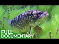 Germany&#39;s Wild Reservoirs | Free Documentary Nature