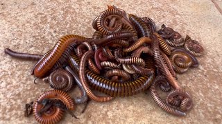 50 millipede catch In pagoda | Insects Cambo Kh #insectscambokh #millipede #insects