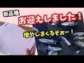 めだか沼に一直線！またまた品種が増えました！【メダカ】
