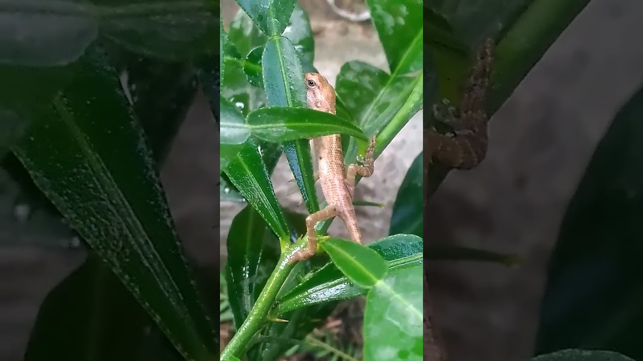 Finger Size Creature 