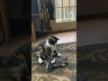Twinkie cat fighting with a fish