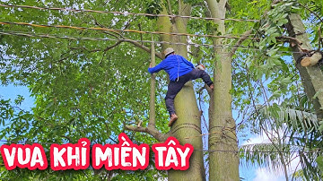 Vua Khỉ cưa cây Gòn lớn có quá nhiều đường dây điện.