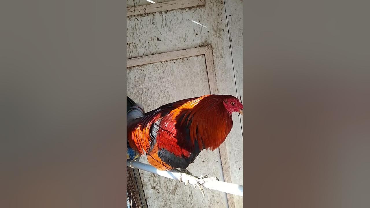 Gallo Hatch limpio 3 años con gallina kelso asil YouTube