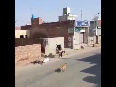 تور هايج يا جماعه