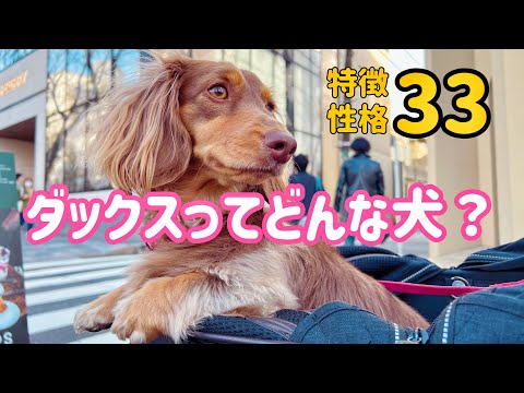 ミニチュアダックスってどんな犬？特徴性格33選