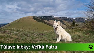 Túlavé labky: Veľká Fatra: Majerova skala, Krížna, Frčkov, Ostredok, Suchý vrch