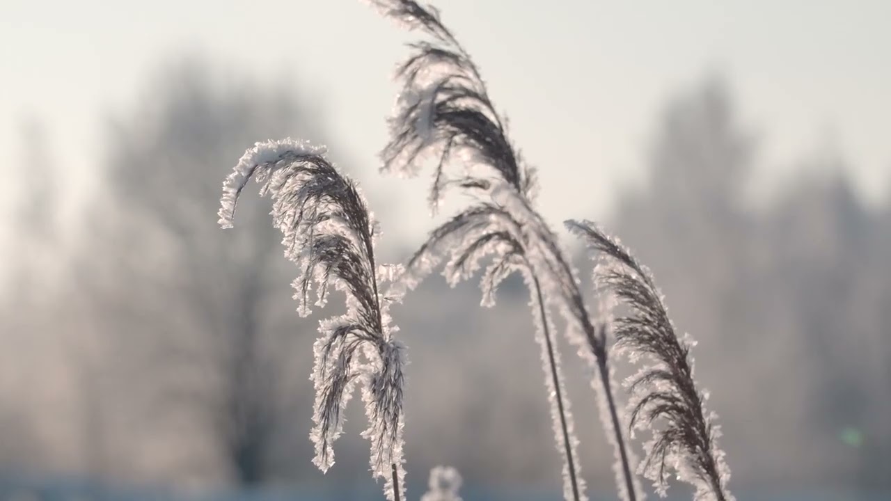 UŽICE 13.01.2026. Ledeni dani za sada bez posledica po ozime useve u Zlatiborskom okrugu