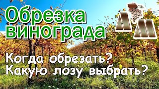 🍇 Когда обрезать виноград? Какую лозу выбрать при обрезке?