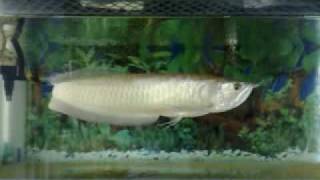 my arowana 2
