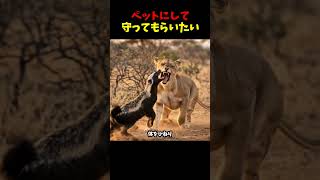 ラーテルの生態 #雑学 #動物 #animals #ai