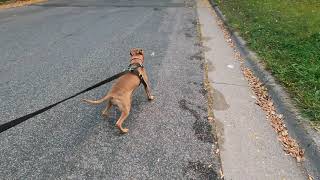 Yard Duties Continued...last Dog Walked Today