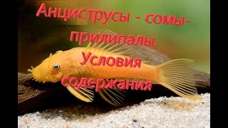Анциструсы - сомы прилипалы. Условия содержания. Анциструсы - сомы прилипалы. Условия содержания.
