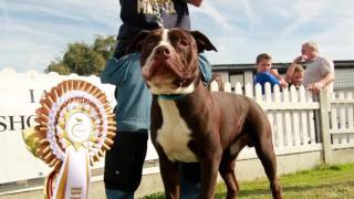 Iabbr 10th Conformation Show Alapaha blueblood bulldog