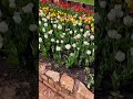 Perth’s tulip festival 🌷👨🌾🌷