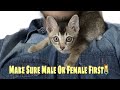 Adopting A Kitten🐱 /ကြောင်တစ်ကောင်မွေးစားခြင်း / #Vlog-4
