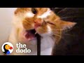 10 Reasons Cats Are Just Like Toddlers | The Dodo