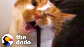 10 Reasons Cats Are Just Like Toddlers | The Dodo