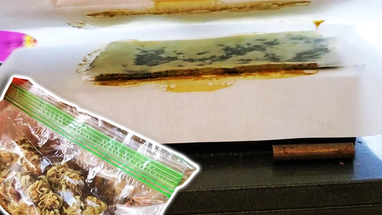 Squashing Lemon Strains into Cannabis Extracts!