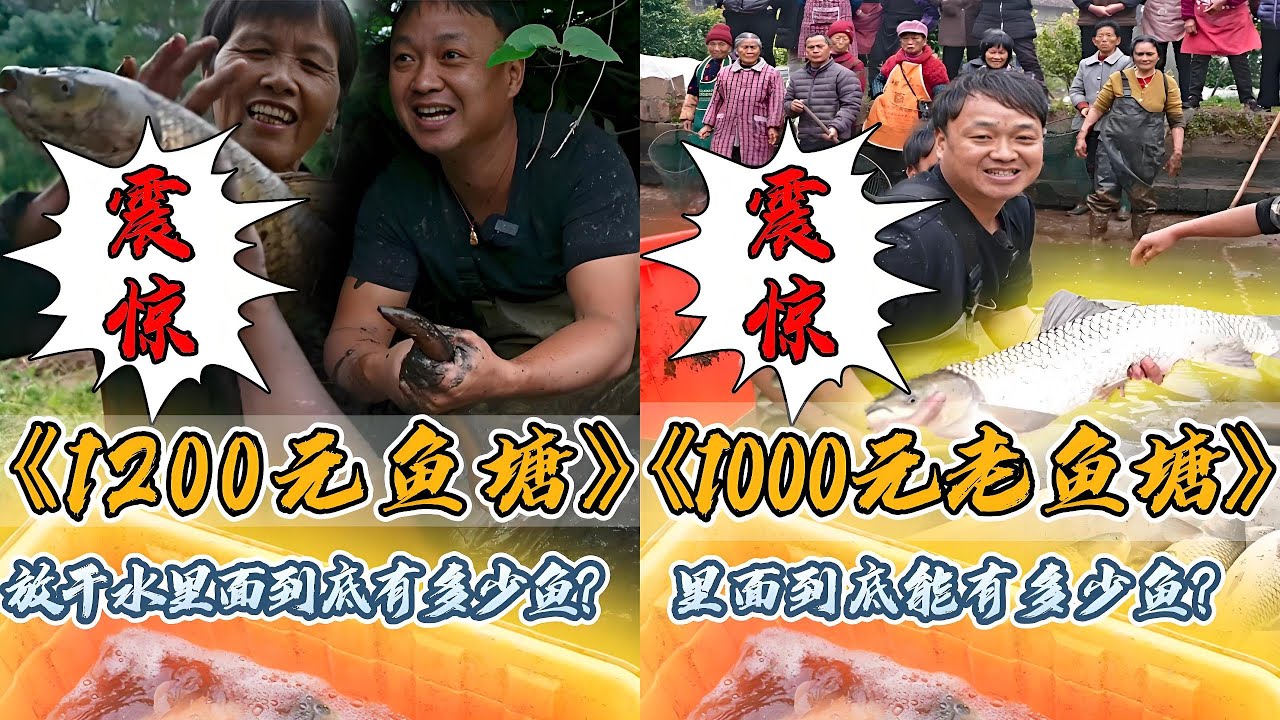 花1200元包下阿姨的老鱼塘，抽干水看看是赚是亏？｜花1000元包下80岁老爷爷的老鱼塘，抽干水发现里面的鱼竟然这么大？