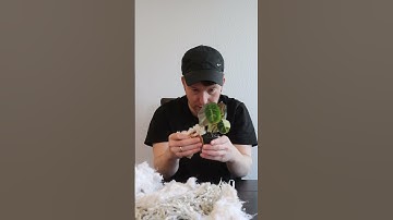 Meine erste Bestellung bei Harmony Plants😱 #plants #unboxing