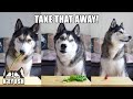 Husky HATES Strawberries! Argues About Fruit & Veg!